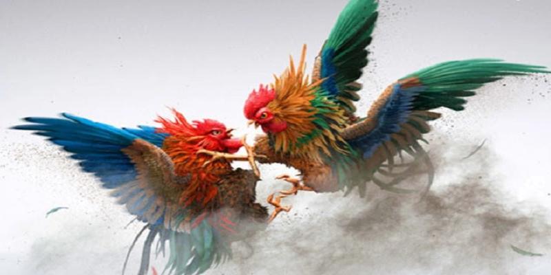 Cách Nuôi Gà Đá Mau Sung – Tăng Lực Bền Bỉ Cho Chiến Kê