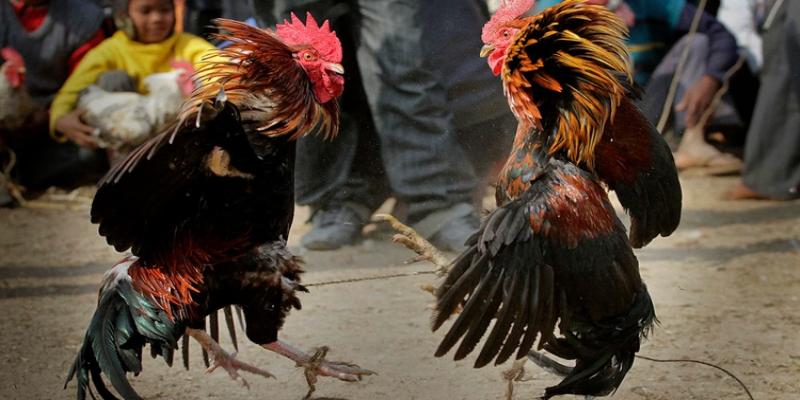 Gà Đá Xong Bị Khò Khè – Dấu Hiệu Và Cách Xử Lý Hiệu Quả