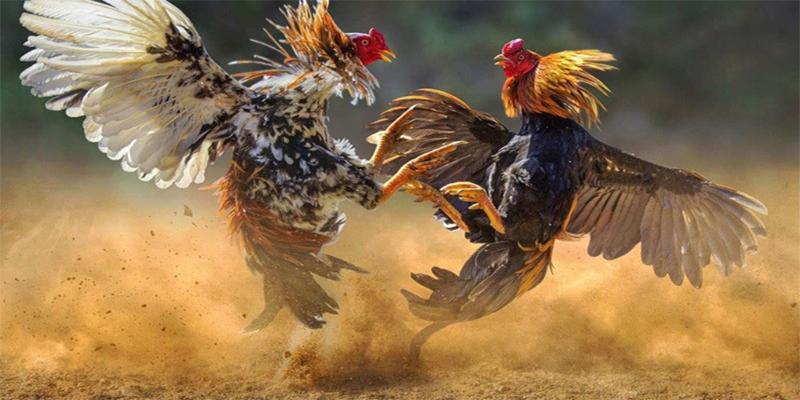 Khám phá bí quyết cách nuôi gà đá mau sung