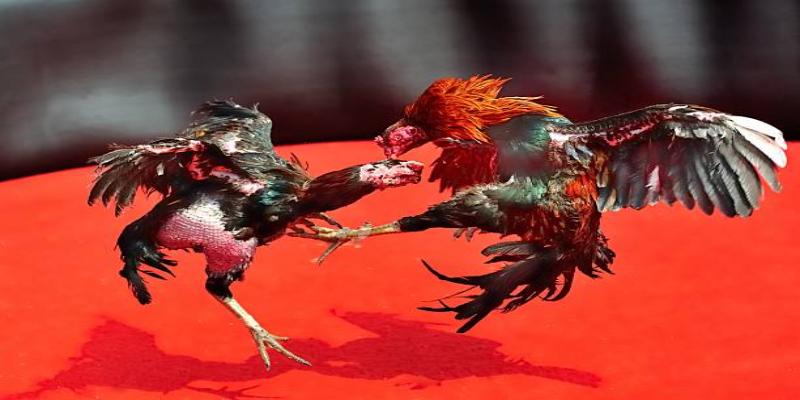 Thông tin cần biết về đá gà VSBET