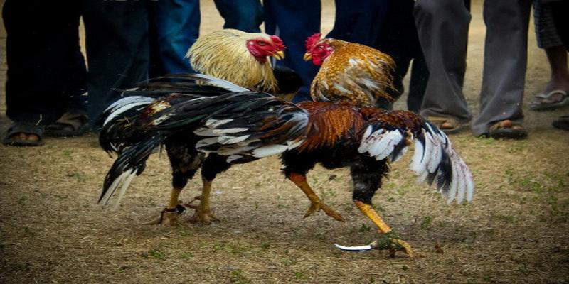 Thuốc cho gà đá VSBET tăng sức bền chiến đấu
