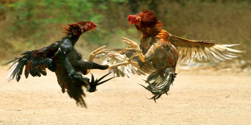 Thuốc Cho Gà Đá VSBET Hiệu Quả, Nâng Cao Sức Chiến Đấu