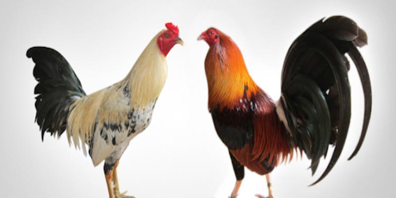 Tìm hiểu nguyên nhân gà đá xong bị khò khè