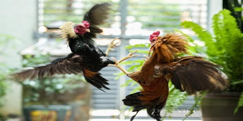 Trận gà cựa sắt nghẹt thở tới phút cuối
