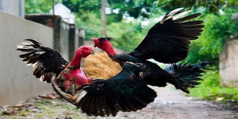 Xổ lồng tập chạy bo giúp tăng thể lực gà đá